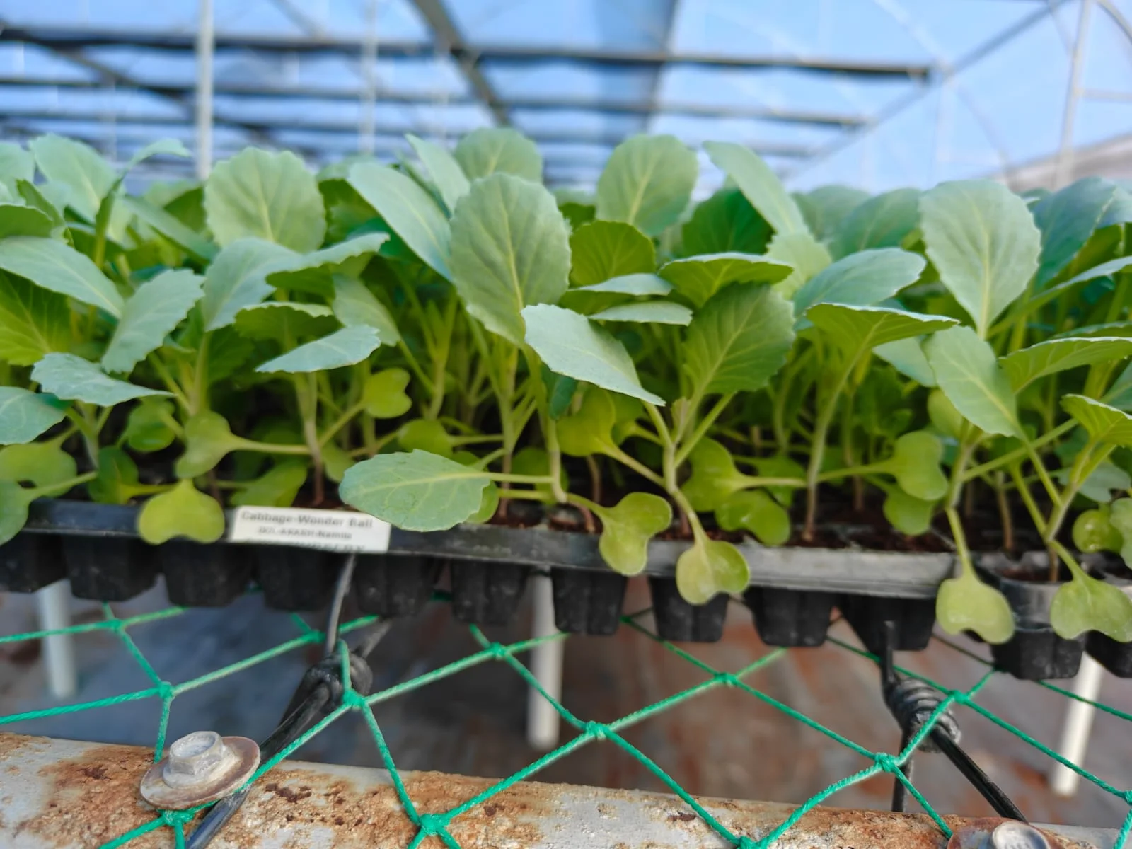 Cabbage Plant