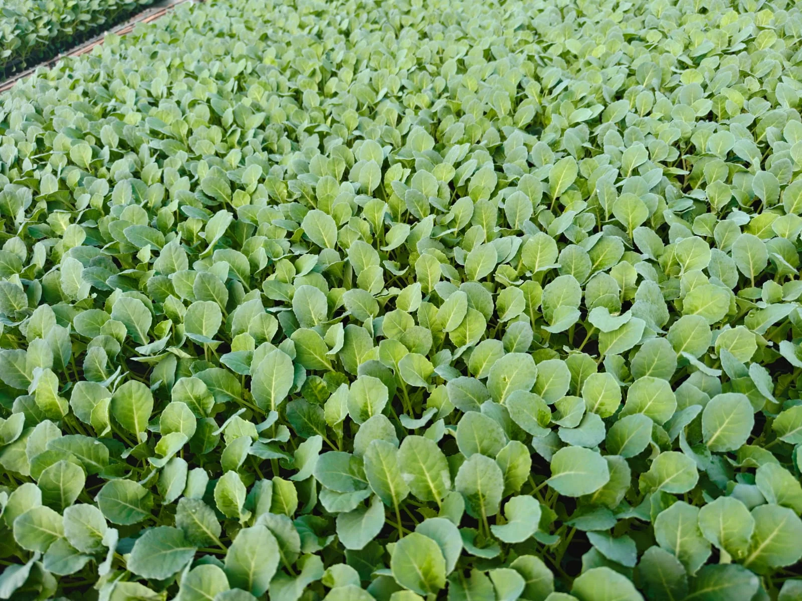 Cauliflower Plant