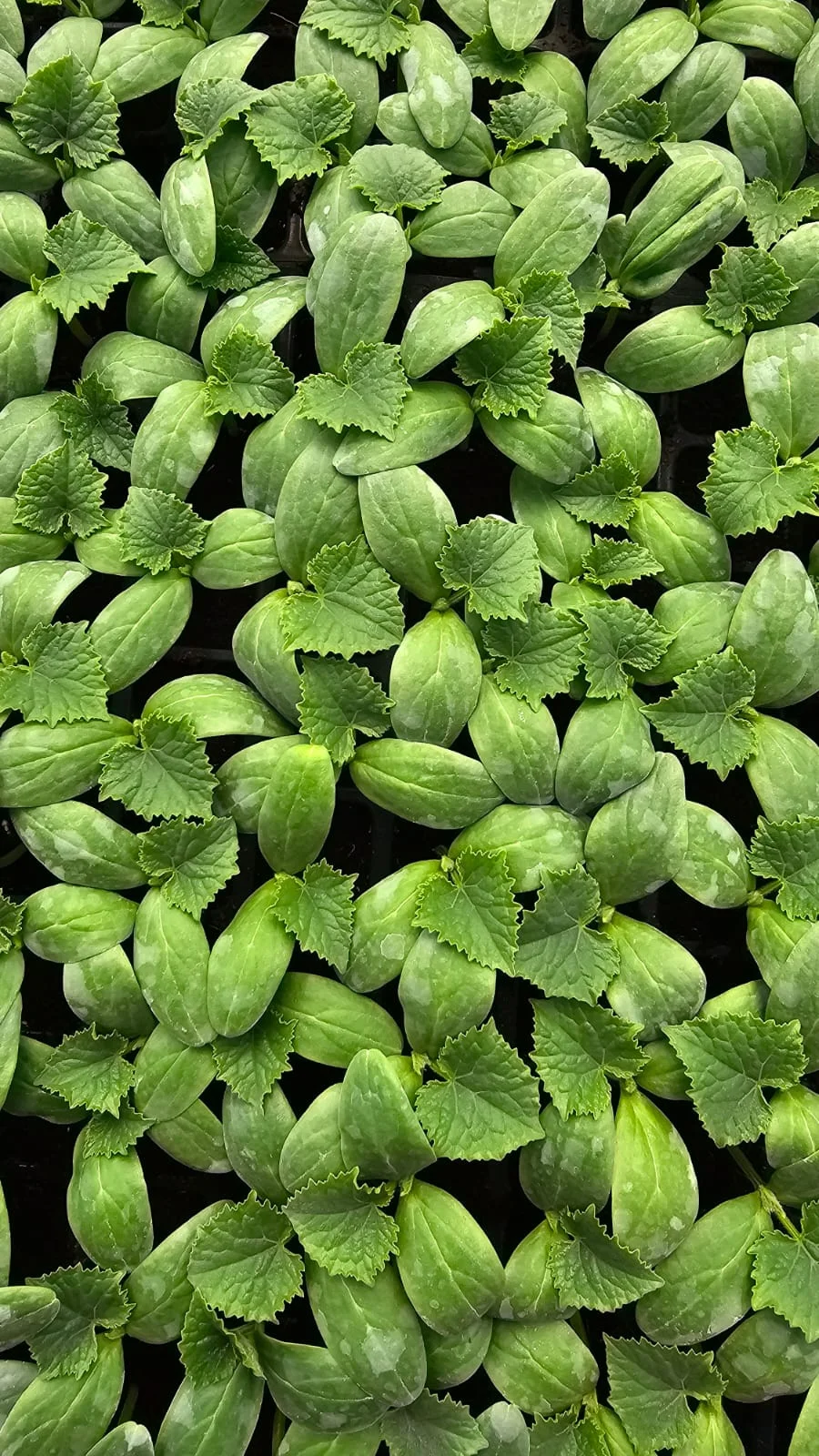 Cucumber Plant